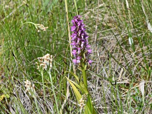 Shutterstock_2589125701_dactylorhiza incarnata_stāvlapu dzegužpirkstīte.jpg