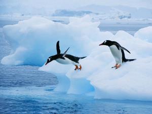 gentoo-penguins-jumping-in-water_24700_600x450.jpg
