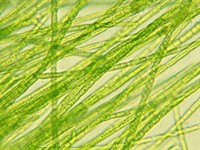 Shutterstock_303851666_algae microorganism_aļģu mikroorganismi.jpg