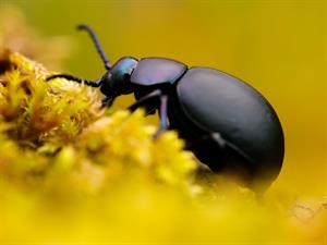 Shutterstock_2151554683_scarab beetle_vabole.jpg