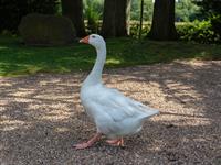 shutterstock_2005662776_goose_zoss.jpg