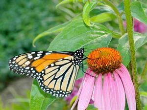 Shutterstock_23361094_butterfly_taurenis.jpg