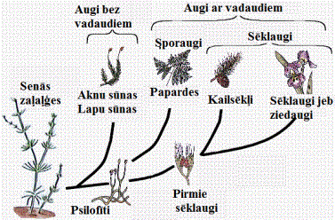 augi22.gif