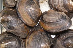 clam-82986_1280.jpg