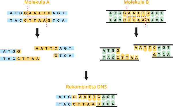 YCUZD_230914_5549_rekombinēta DNS.png