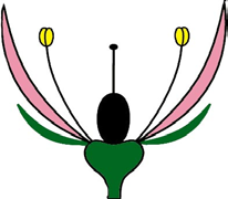 Heterochlamyde.png
