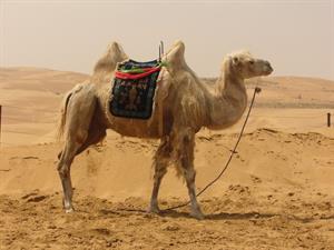 camel2 pix.jpg