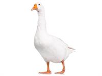 Shutterstock_326040776_goose_zoss.jpg