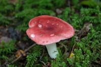 mushroom-200614_1920_siroezhka.jpg