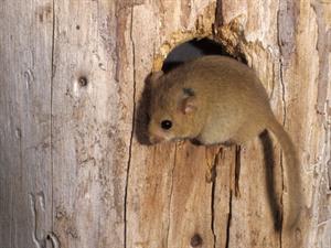 Shutterstock_2526862323_dormouse_mazais susurs.jpg