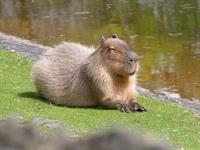 Shutterstock_2302198423_capybara_kapibra.jpg