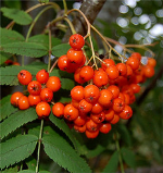 sorbus-acuparia2.png