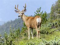 elk-436035_1280.jpg