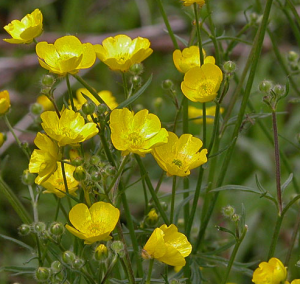 ranunculus_acris_meadow_buttercup_close_large.png