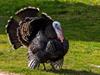Shutterstock_1414415537_turkey_tītars.jpg