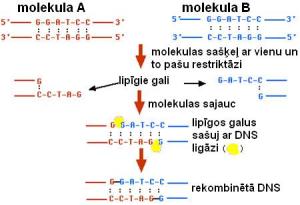 restriction enzymes33.JPG