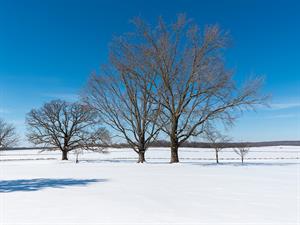 shutterstock_1919836574_winter tree_koks ziemā.jpg