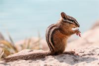 chipmunk-pix.jpg