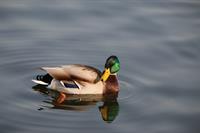 duck-6477176_1280.jpg