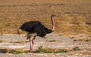 ostrich-pix.jpg
