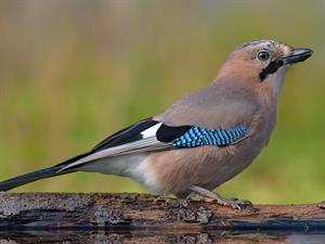 shutterstock_2308227775_jay_sīlis.jpg
