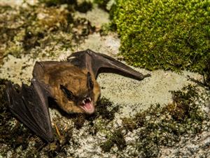 Shutterstock_419531692_brown bat_brūnais sikspānis.jpg