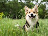 Shutterstock_647021491_happy dog_priecīgs suns.jpg