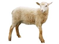 Shutterstock_1279743220_sheep_aita.jpg