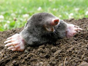 Shutterstock_76158514_mole_kurmis.jpg