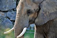tusk pix.jpg