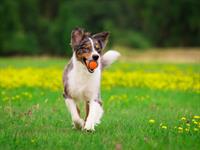 Shutterstock_224949259_dog playing ball_suns spēlē bumbu.jpg