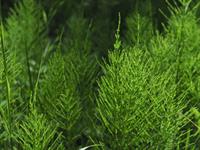 Shutterstock_1745736908_horsetail_kosa.jpg