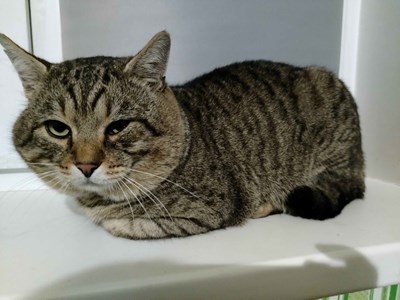 Jānis Teodors Sīlis