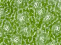 Shutterstock_1234124134_stomata_atvārsnītes.jpg