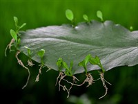 shutterstock_1807419100_plants growing from the leaf_augi aug no lapas.jpg