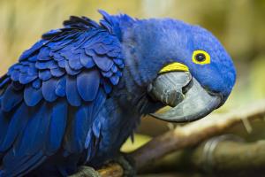 Beautiful-Blue-Parrot-HD-Wallpaper.jpg