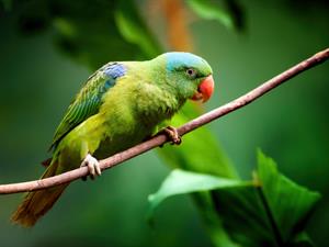 Shutterstock_1911703984_parrot_papagailis.jpg