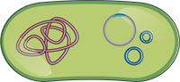 YCUZD_230915_5549_plazmīda_ar daļu.png