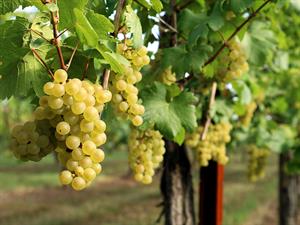 shutterstock_2504739555_grapes_vīnogas.jpg