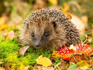 shutterstock_1559814206.jpg
