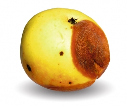 puve2.jpg