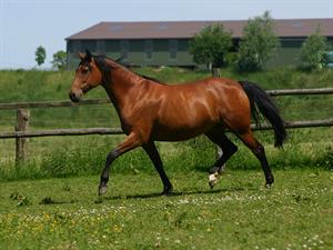 shutterstock_2504542051_horse_zirgs.jpg