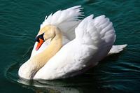 swan-2270980_1280.jpg