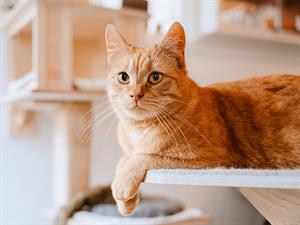 shutterstock_2532742991_cat_kaķis.jpg