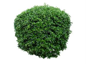 shutterstock_1438647848.jpg