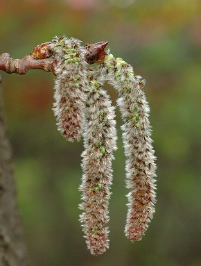 populus_tremula_nmk_ADSL_2_10.png
