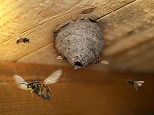 Shutterstock_2099302840_wasp nest_lapseņu pūznis.jpg