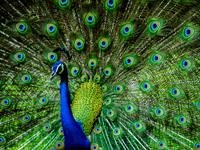 Shutterstock_1147396844_peacock_pāvs.jpg