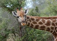 giraffe-281145_1280.jpg