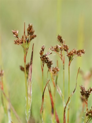 Shutterstock_2395205589_woodrush_pūkainā zemzālīte.jpg